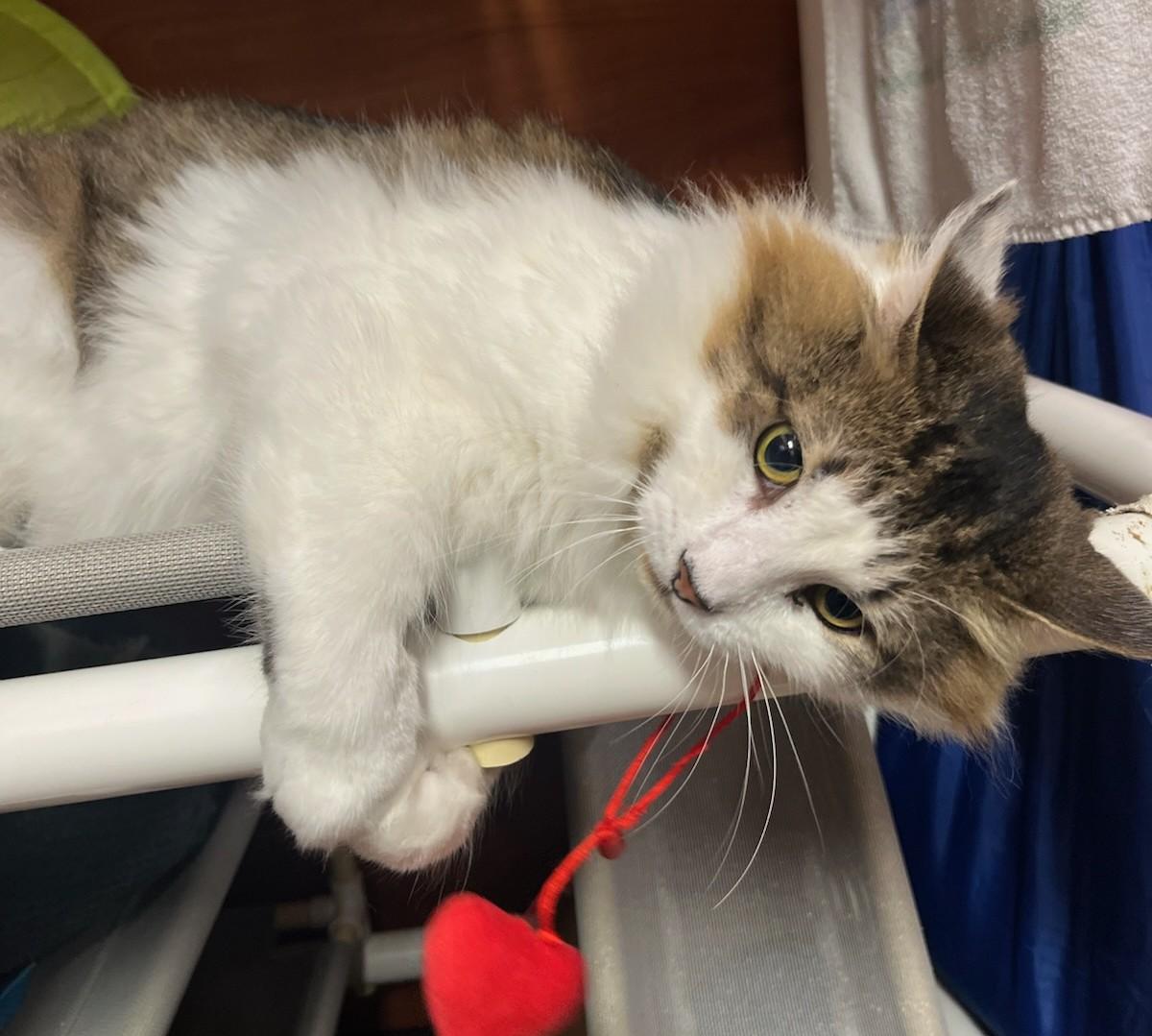 Fluffy-10/7/26, Adopted, Young Male Domestic Long Hair & Maine Coon.