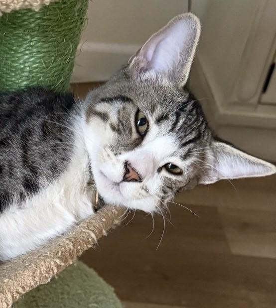 Mochi - A Sweet Cuddle Bug Waiting to Trust You - Courtesy Listing, Adoptable, Young Male Domestic Short Hair.