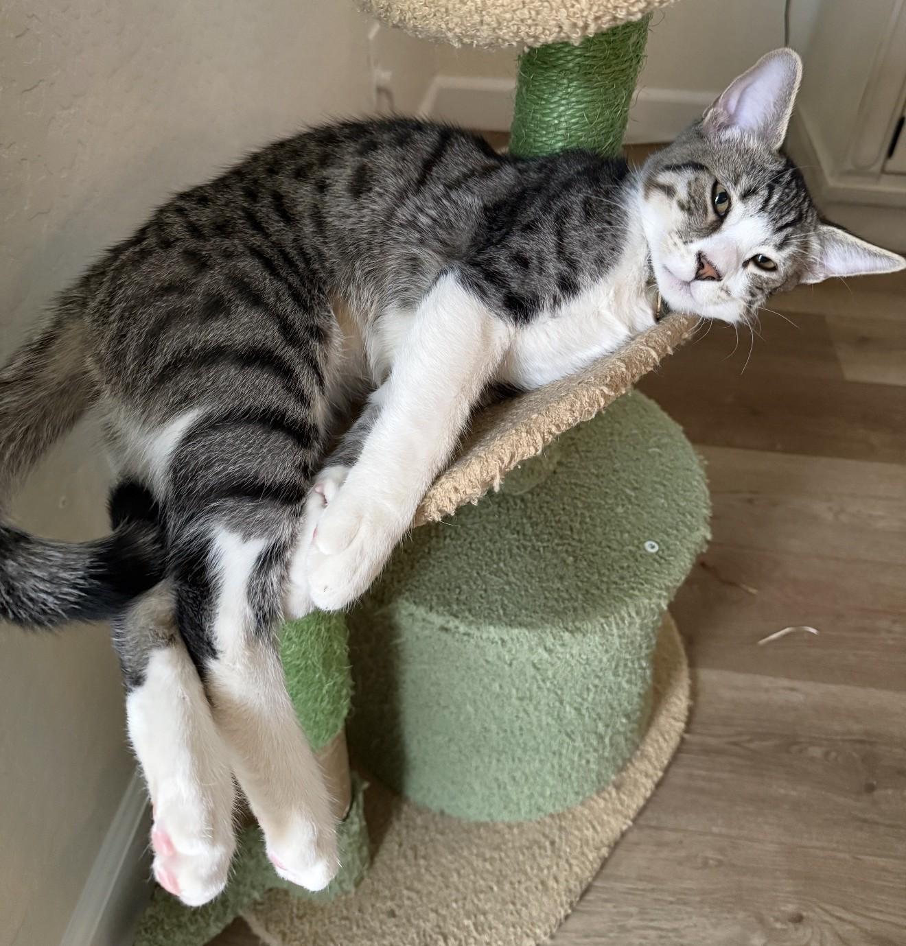 Enlarge Mochi - A Sweet Cuddle Bug Waiting to Trust You - Courtesy Listing, a Adoptable Domestic Short Hair in Prescott, AZ image 4/4