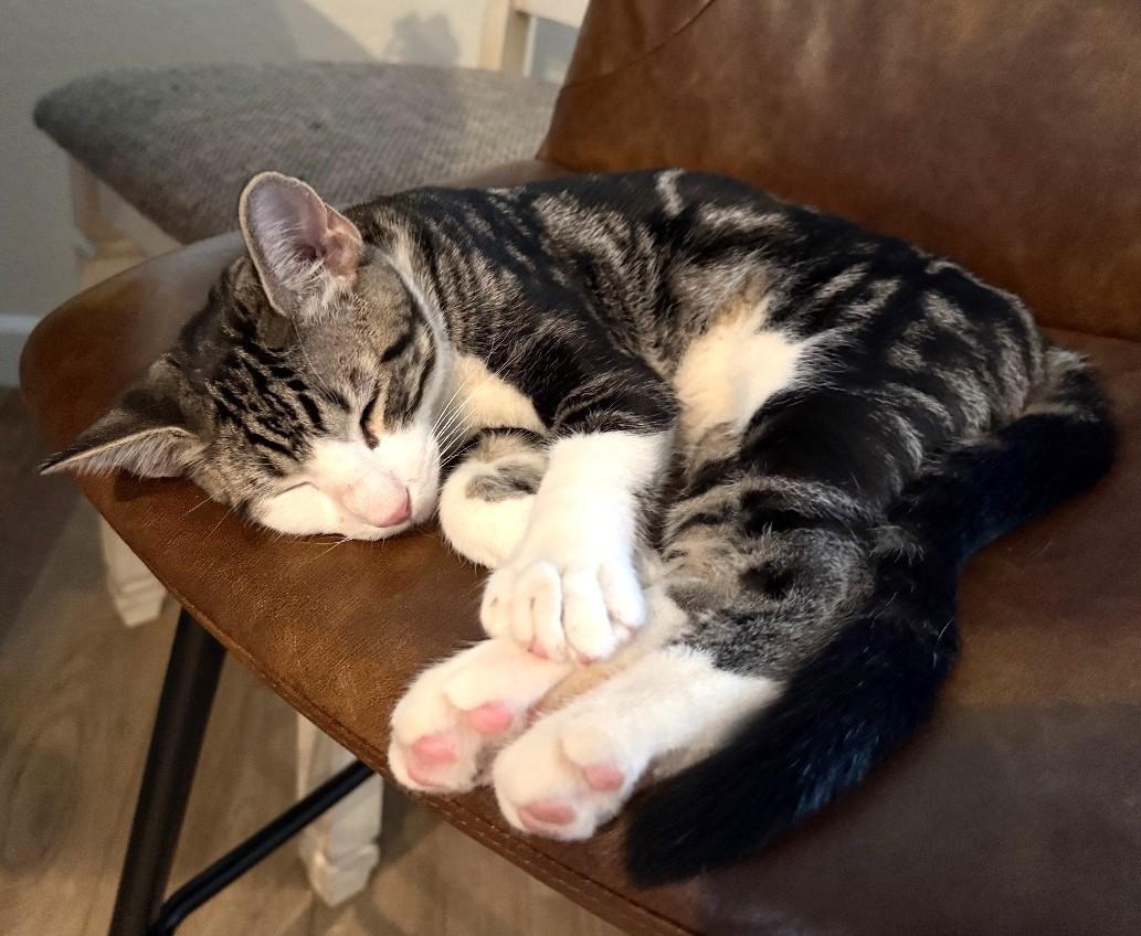 Enlarge Mochi - A Sweet Cuddle Bug Waiting to Trust You - Courtesy Listing, a Adoptable Domestic Short Hair in Prescott, AZ image 2/4