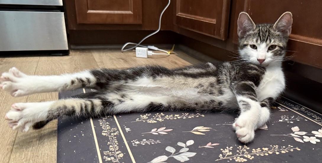 Enlarge Mochi - A Sweet Cuddle Bug Waiting to Trust You - Courtesy Listing, a Adoptable Domestic Short Hair in Prescott, AZ image 3/4