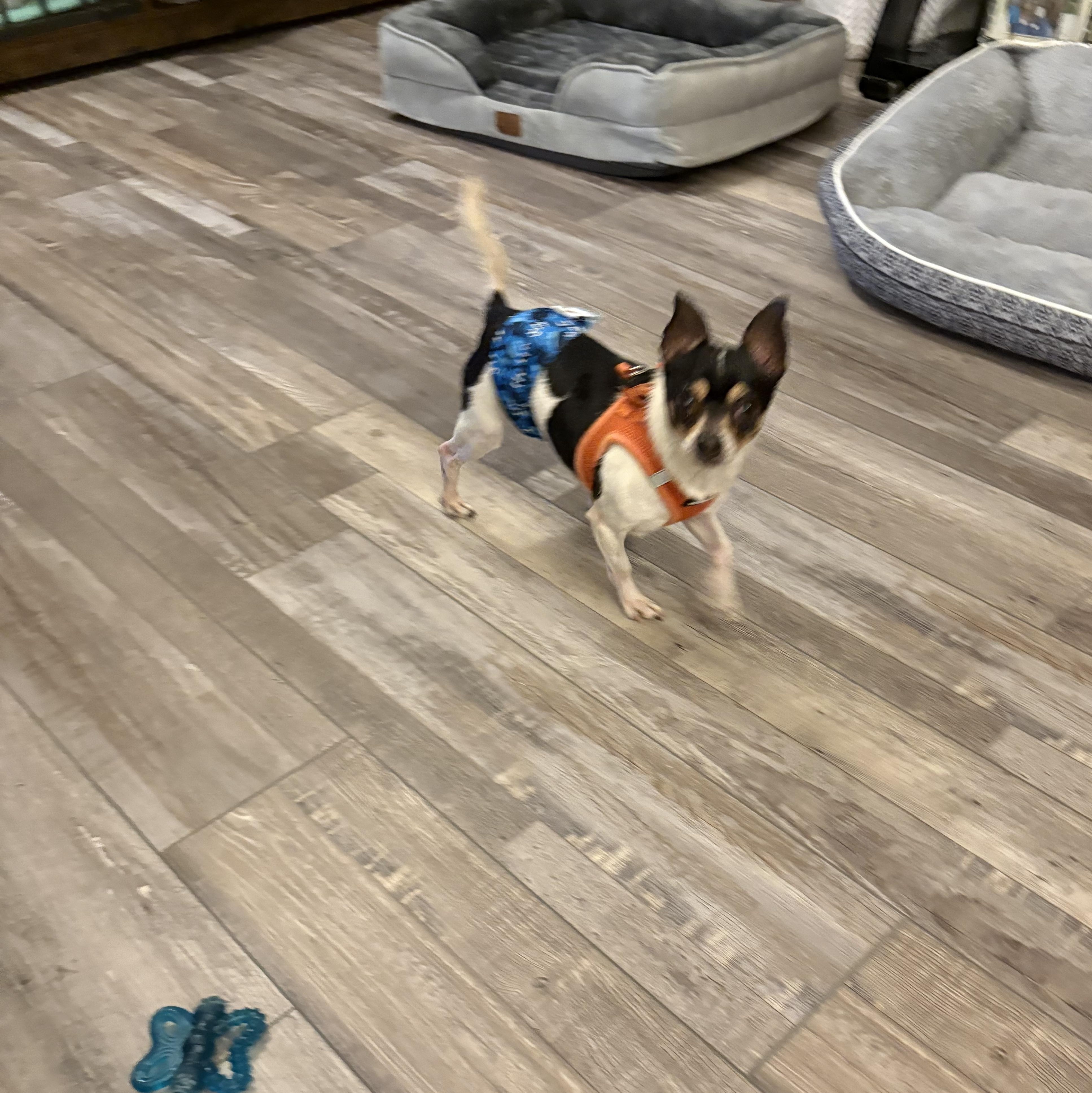 Enlarge Mickey, an adopted Chihuahua in Hendersonville NC , NC image 4/4