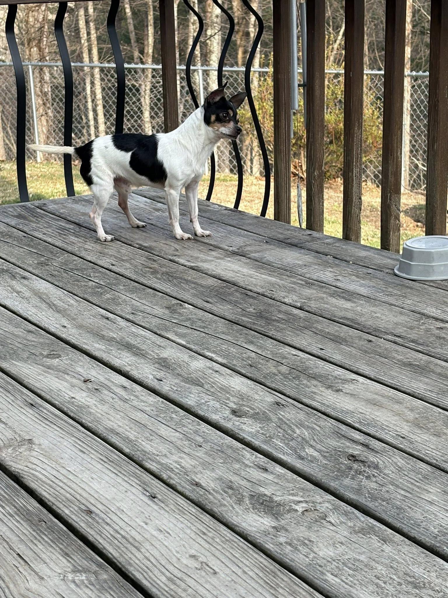 Enlarge Mickey, an adopted Chihuahua in Hendersonville NC , NC image 3/4