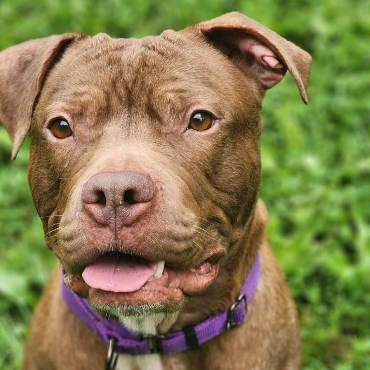 Hazel
