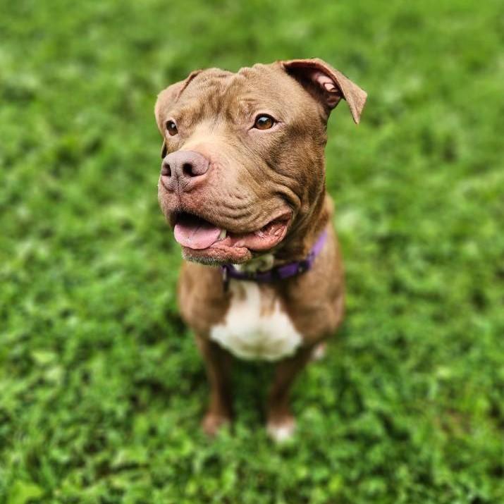 Hazel