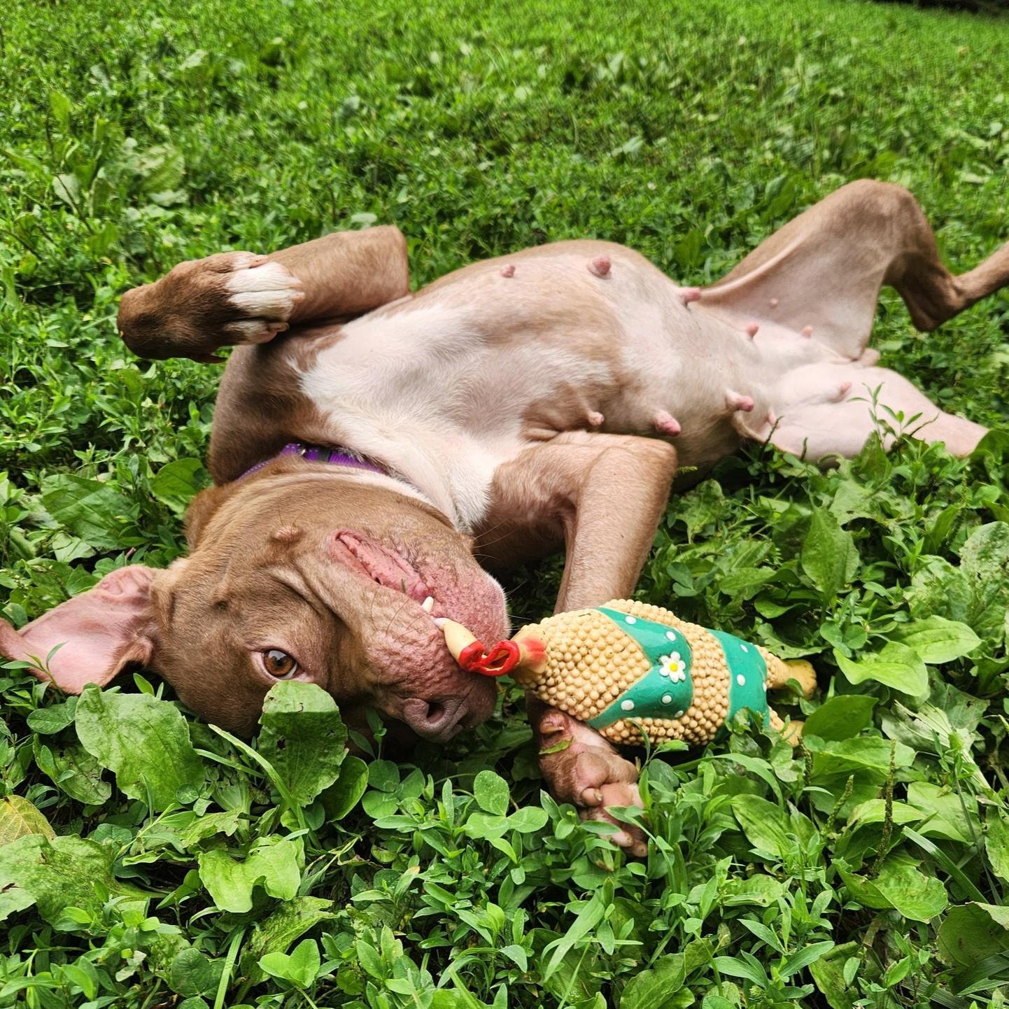 Hazel