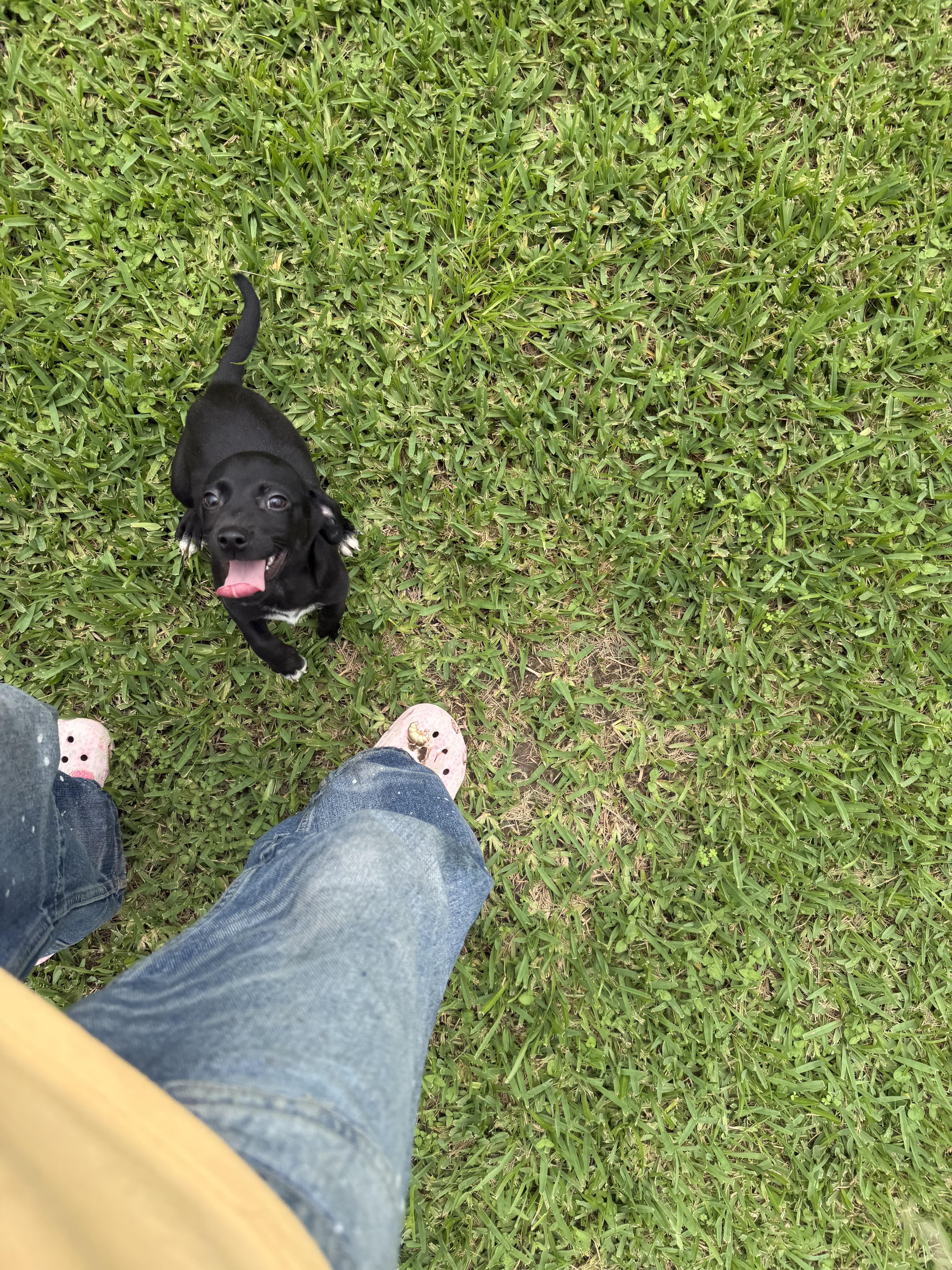 Felix, a ADOPTABLE mixed breed in Westerly, RI image 2/4
