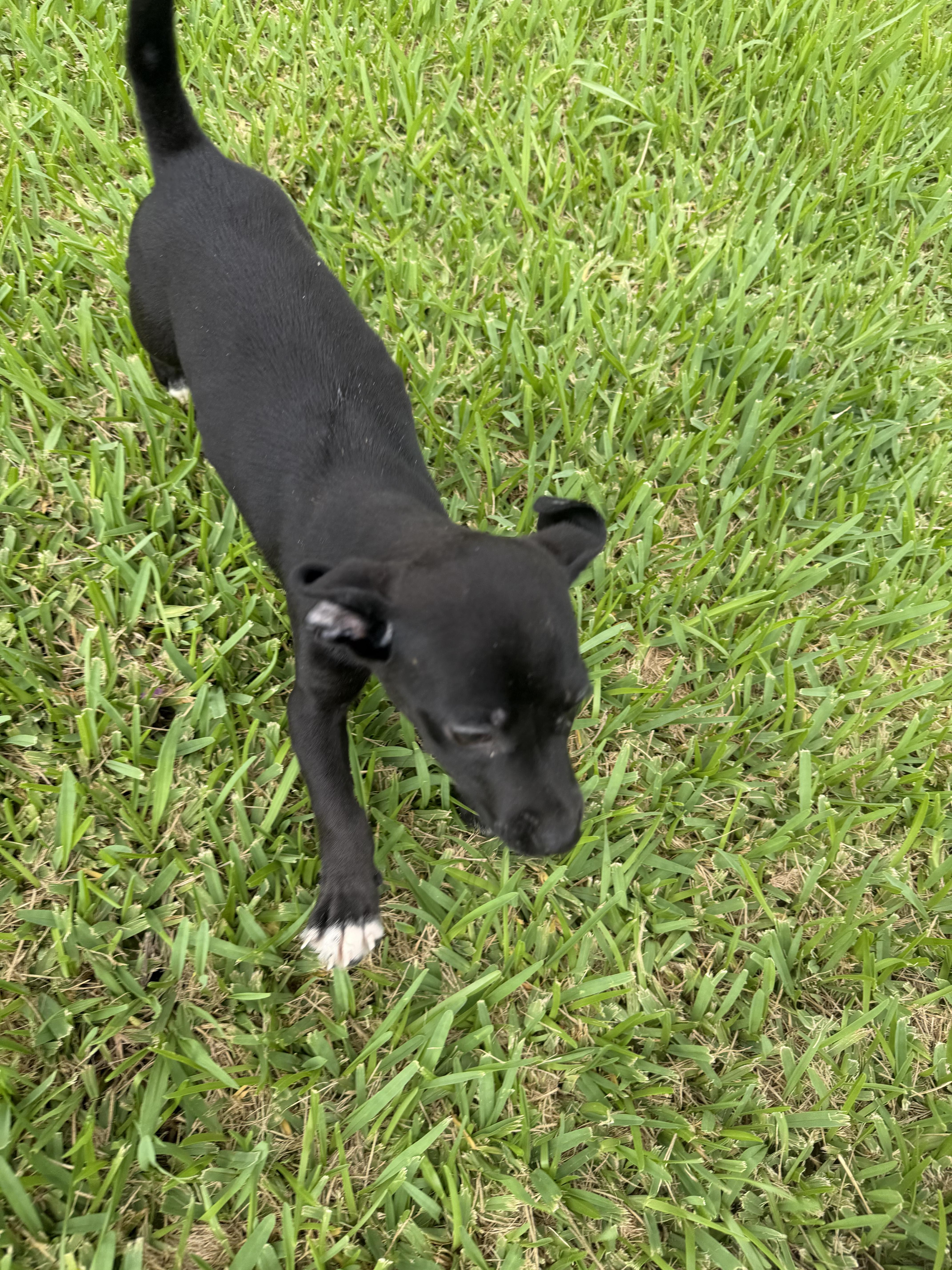 Felix, a ADOPTABLE mixed breed in Westerly, RI image 4/4