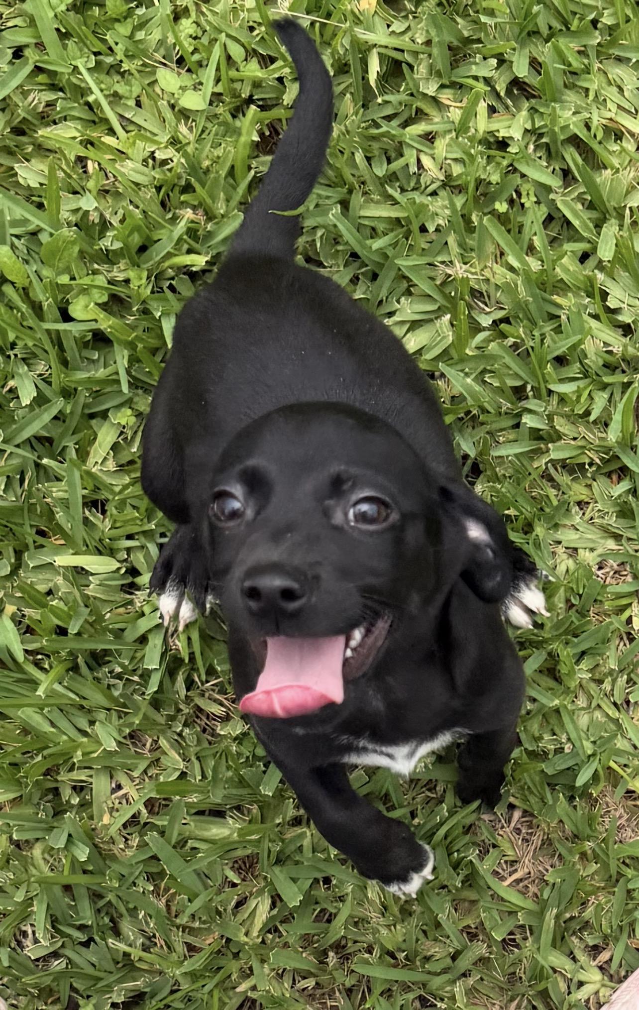Felix, a ADOPTABLE mixed breed in Westerly, RI image 1/4