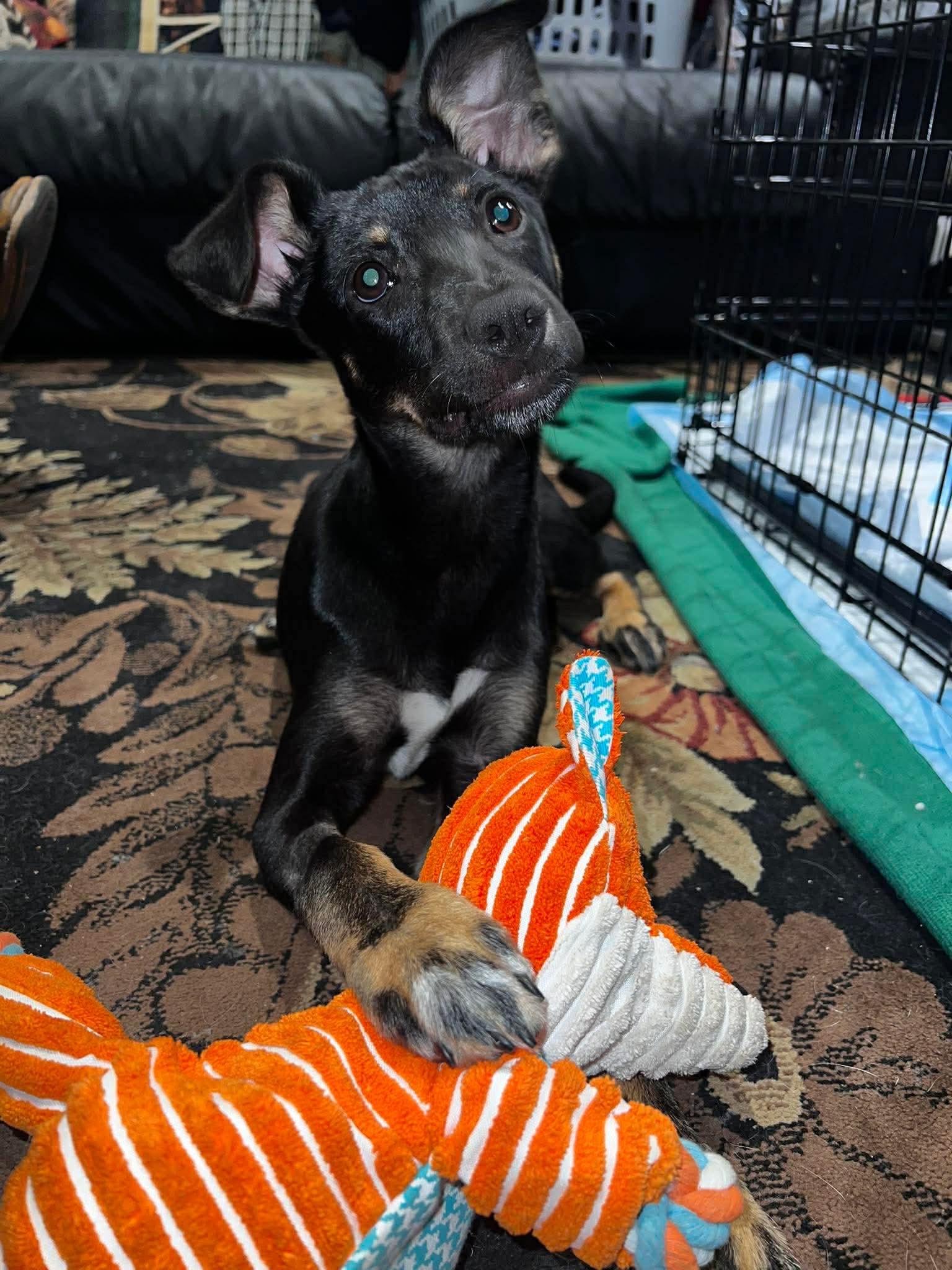 SALEM, a Adopted German Shepherd Dog in Pomfret Center, CT image 1/3