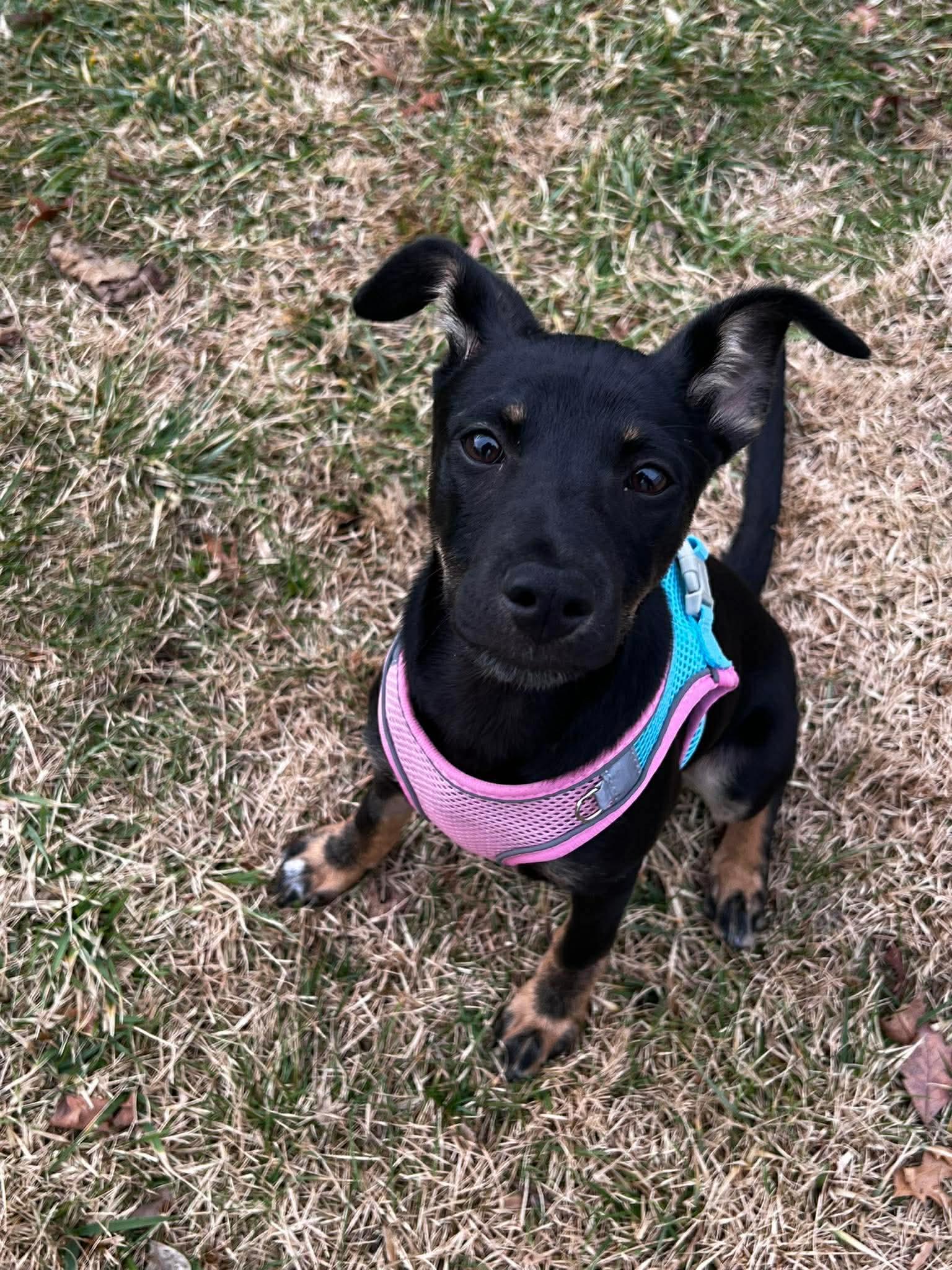 SALEM, a Adopted German Shepherd Dog in Pomfret Center, CT image 2/3