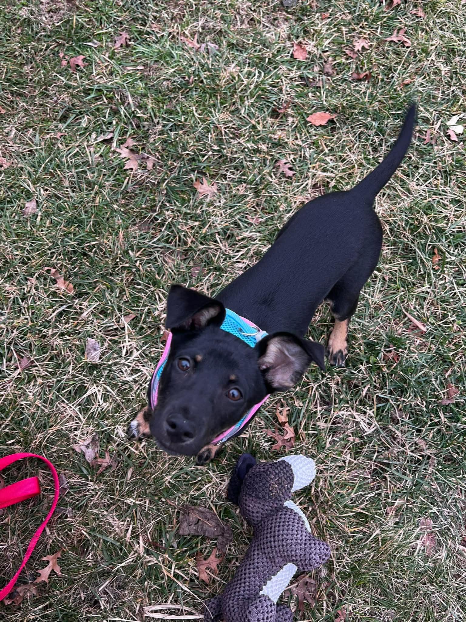 SALEM, a Adopted German Shepherd Dog in Pomfret Center, CT image 3/3