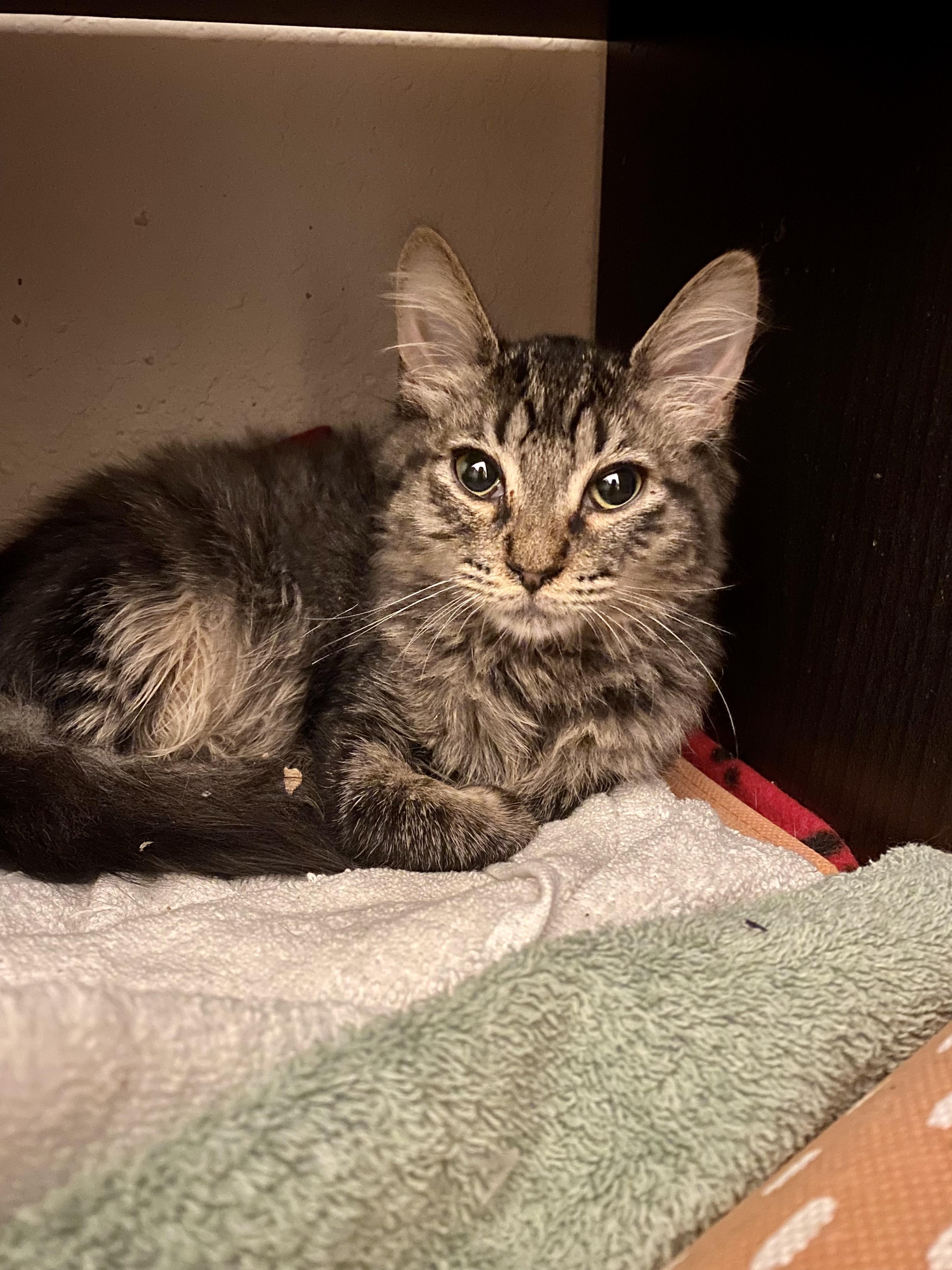 Lola, Adoptable, Adult Female Domestic Medium Hair.