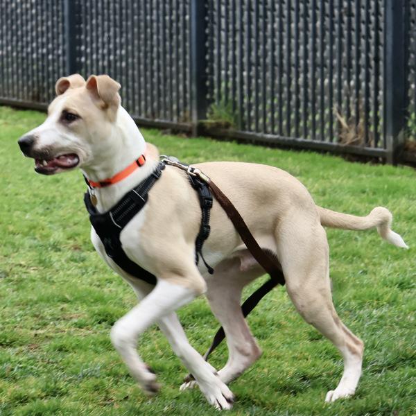 Leroy, Adoptable, Young Male Hound & Pit Bull Terrier.