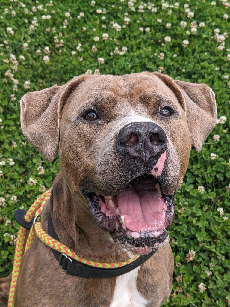 Enlarge Mylo (ID 51617), a ADOPTABLE Pit Bull Terrier in Manassas, VA image 2/2