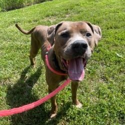 Mylo (ID 51617), ADOPTABLE, Adult Male Pit Bull Terrier.