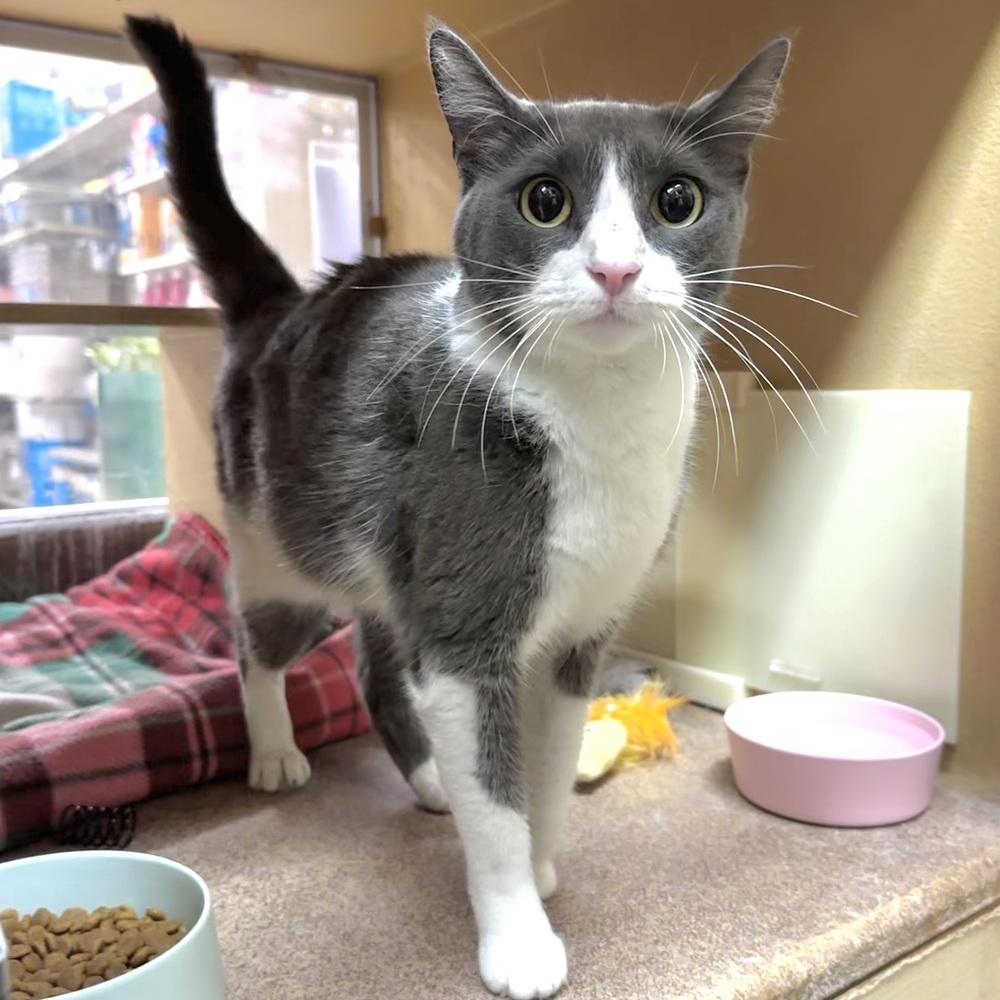 Cassie, Adoptable, Adult Female Domestic Short Hair.