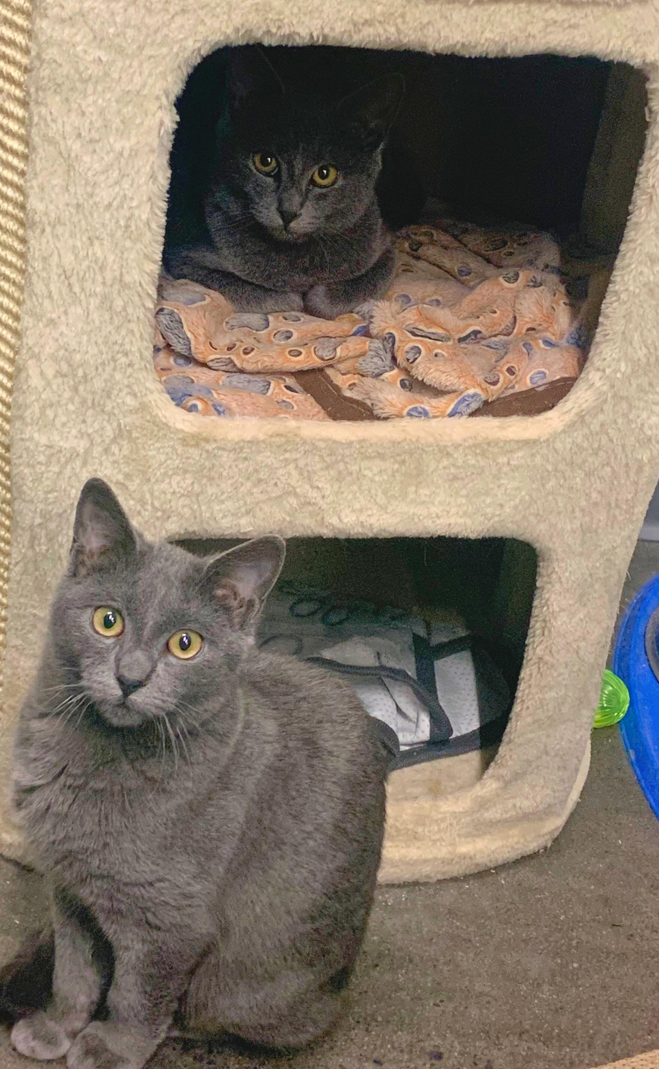 Enlarge Tabitha, an adopted Russian Blue in Cornwall, NY image 1/2