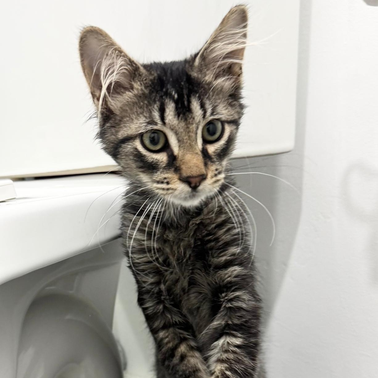 Cat for adoption - Mr. Whiskers, a Domestic Short Hair in