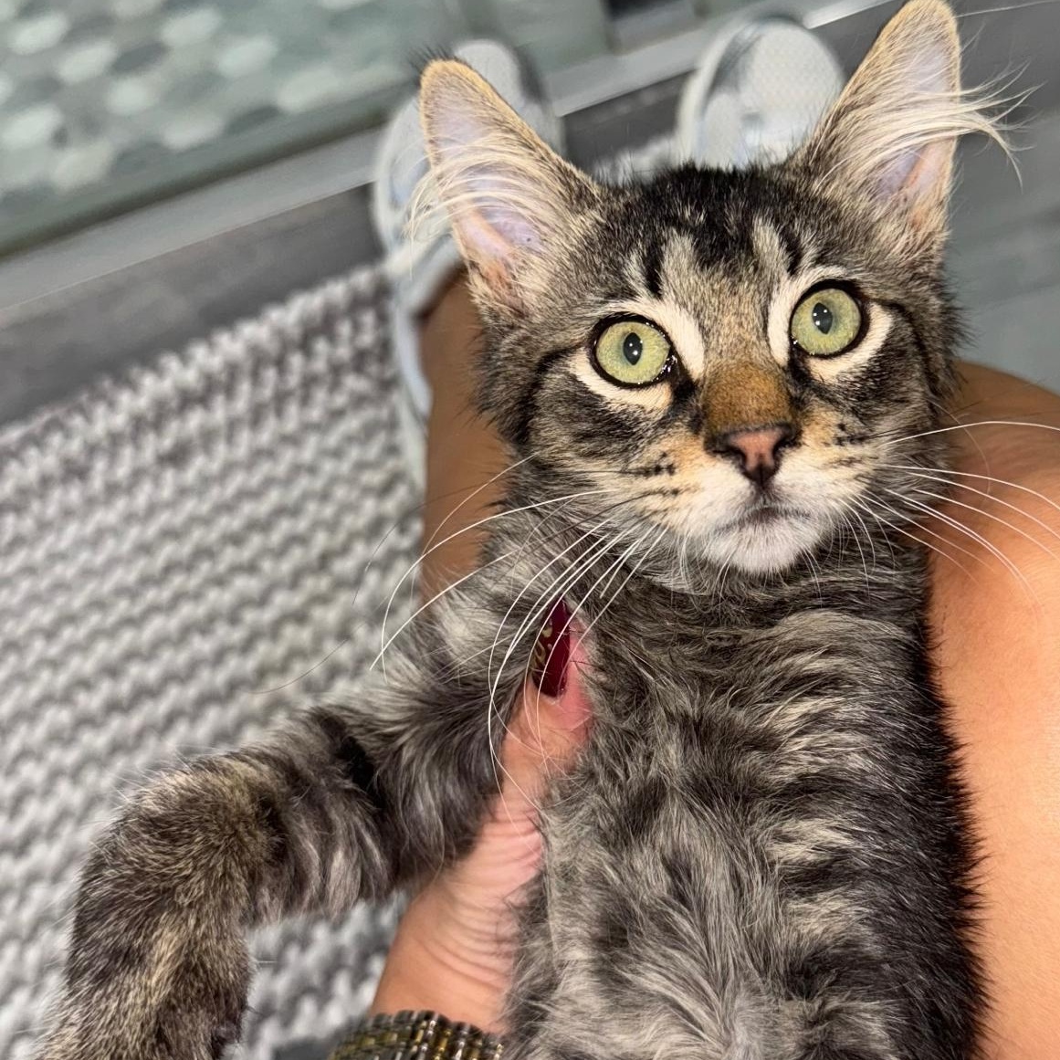Cat for adoption - Mr. Whiskers, a Domestic Short Hair in