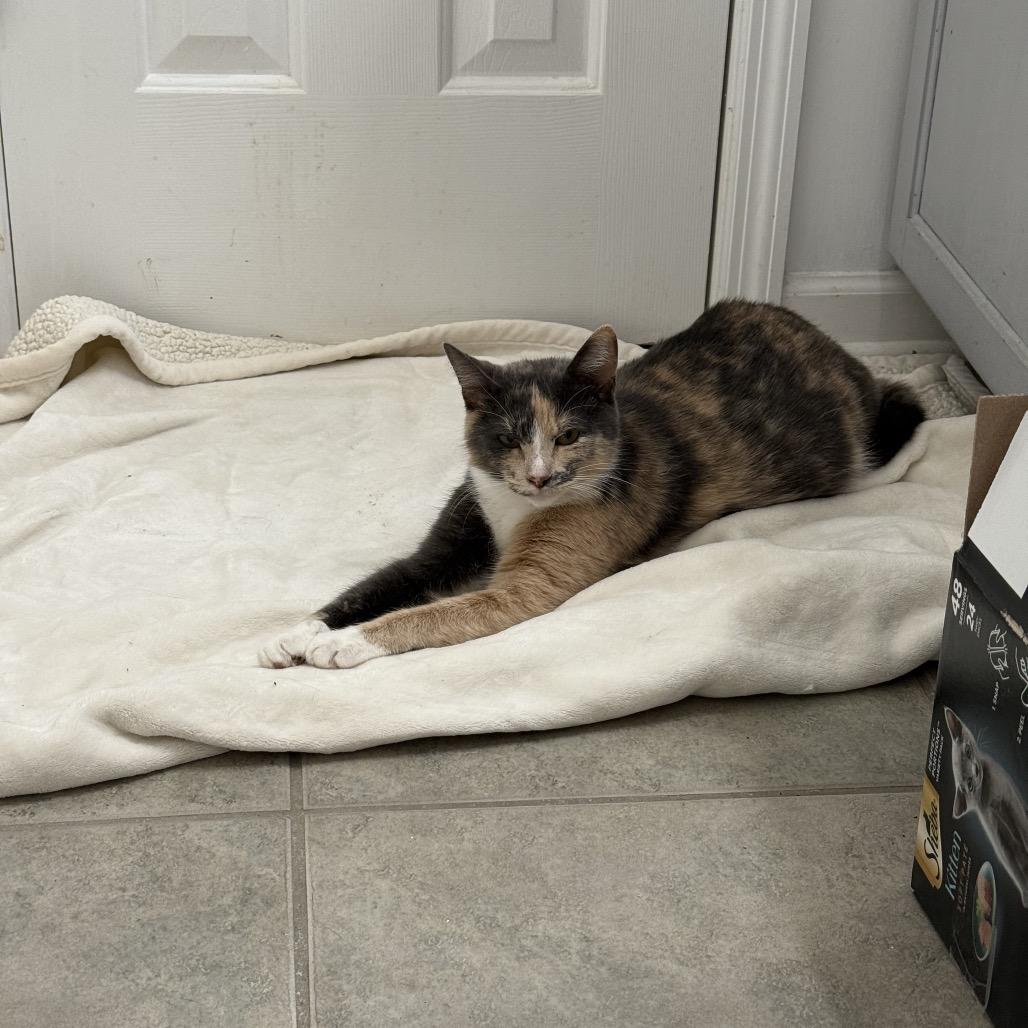 Enlarge Indigo, a Adoptable Domestic Short Hair in Chattanooga, TN image 3/6