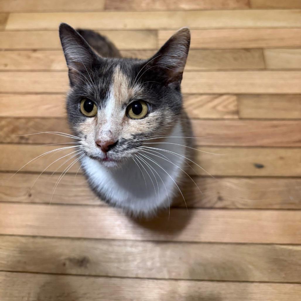 Enlarge Indigo, a Adoptable Domestic Short Hair in Chattanooga, TN image 1/6