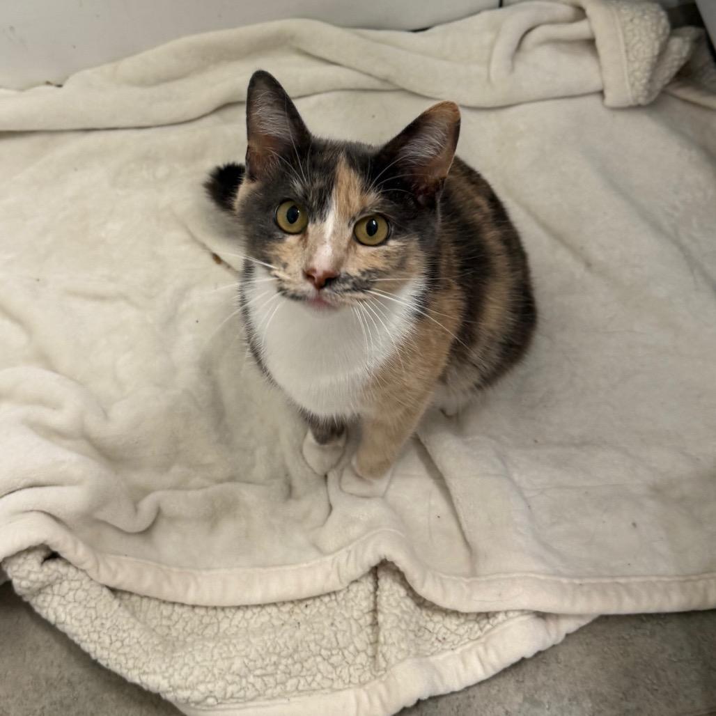 Enlarge Indigo, a Adoptable Domestic Short Hair in Chattanooga, TN image 4/6