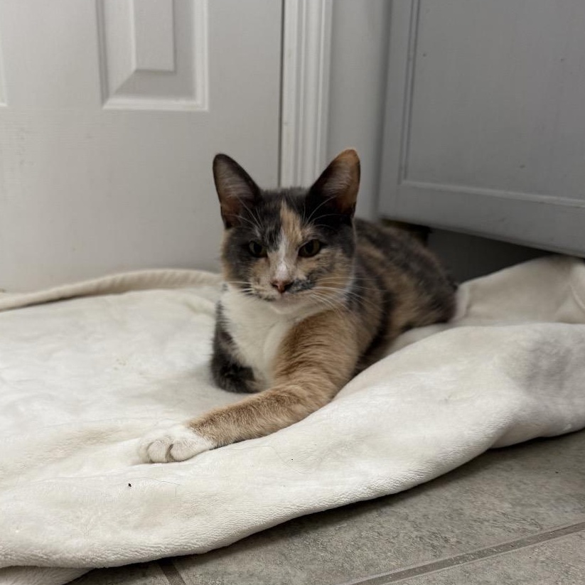 Enlarge Indigo, a Adoptable Domestic Short Hair in Chattanooga, TN image 5/6