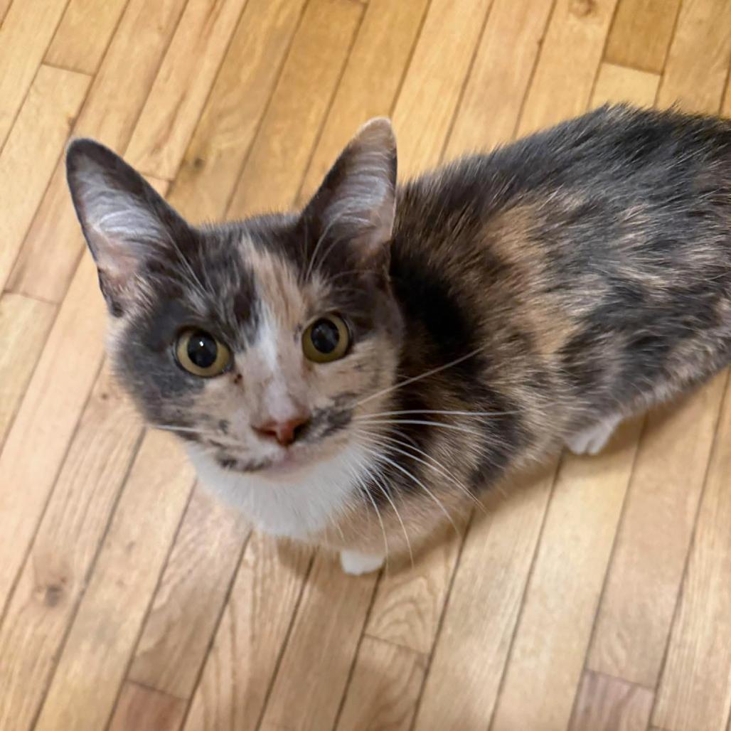 Enlarge Indigo, a Adoptable Domestic Short Hair in Chattanooga, TN image 2/6