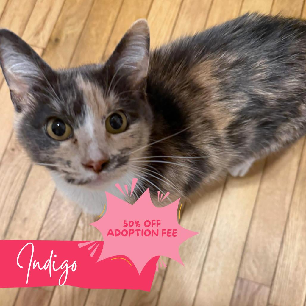 Indigo, Adoptable, Young Female Domestic Short Hair.