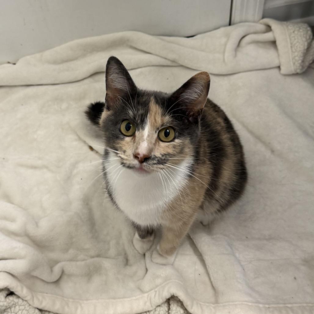 Enlarge Indigo, a Adoptable Domestic Short Hair in Chattanooga, TN image 6/6