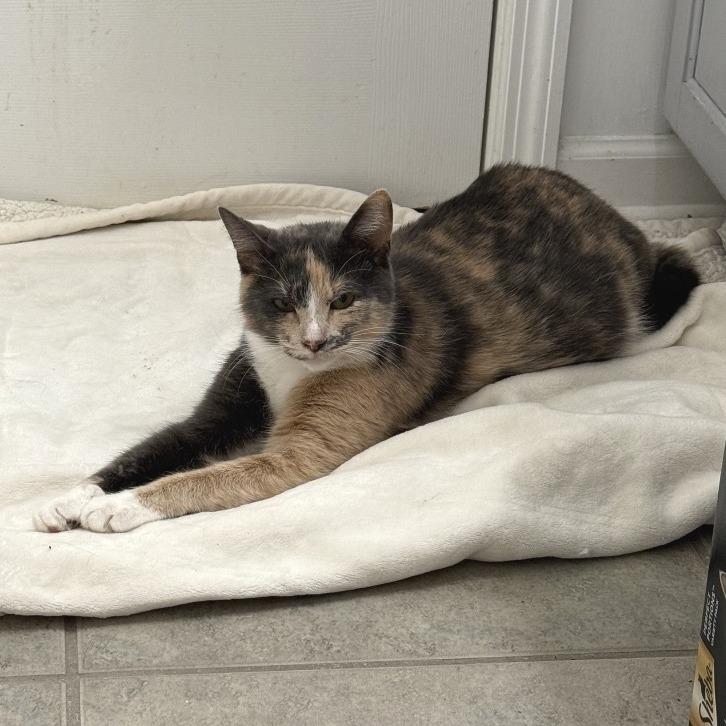 Enlarge Indigo, a Adoptable Domestic Short Hair in Chattanooga, TN image 5/6