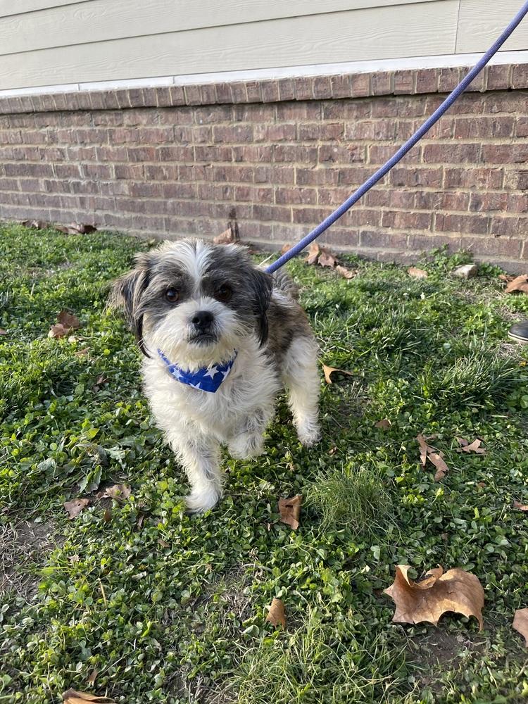 Jeffery, Adopted, Young Male Shih Tzu.