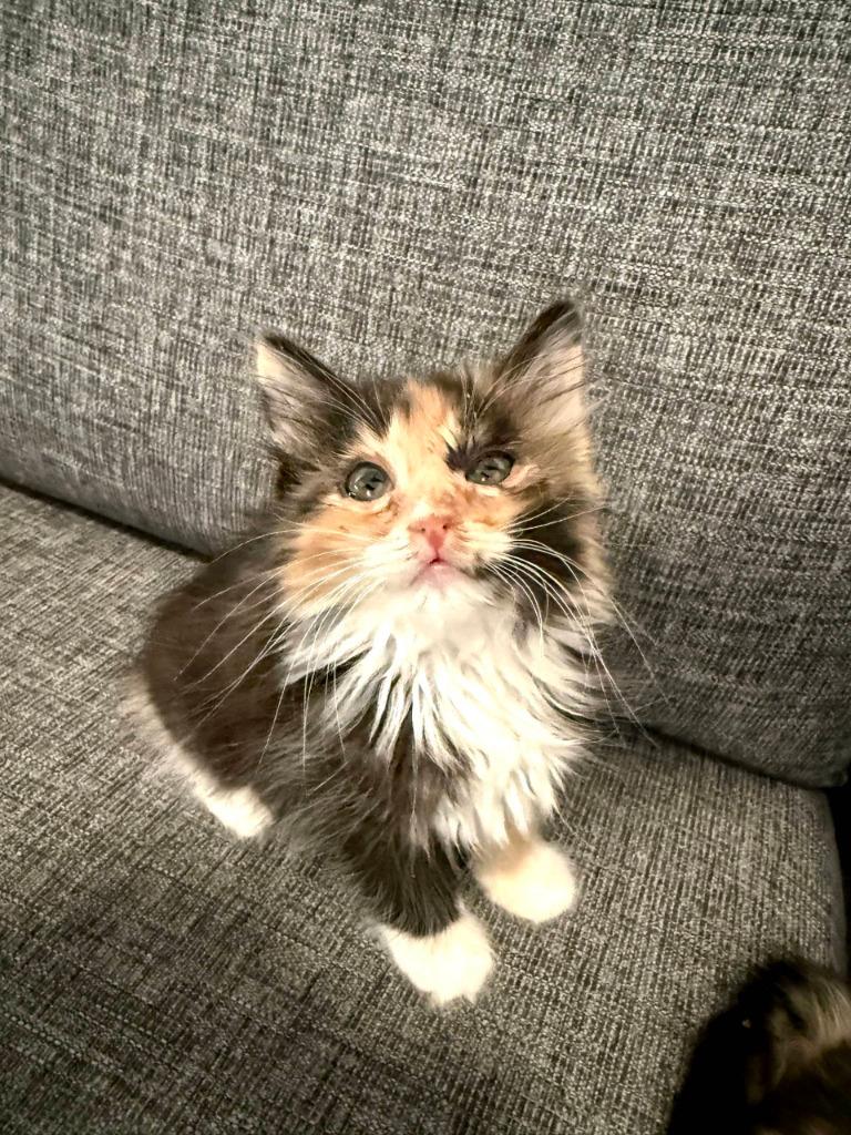 Maple, Adopted, Kitten Female Siamese.