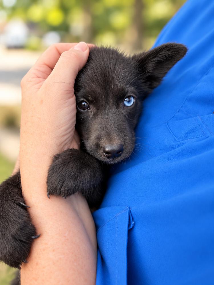 Pride & Prejudice Litter - Mr. Darcy, Adoptable, Puppy Male Husky & Labrador Retriever.