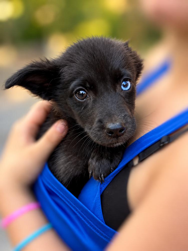 Enlarge Pride & Prejudice Litter -  Mr. Darcy, a Adoptable mixed breed in Sumter, SC image 2/5