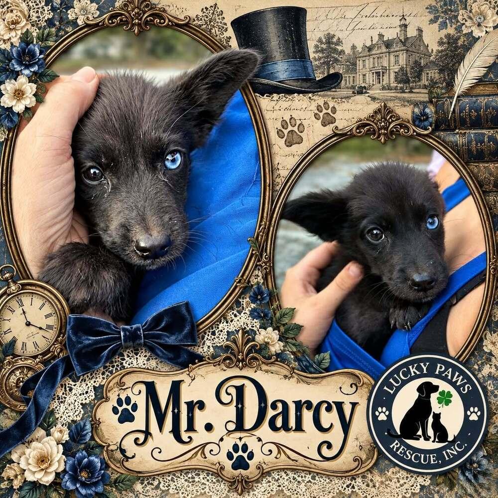 Enlarge Pride & Prejudice Litter -  Mr. Darcy, a Adoptable mixed breed in Sumter, SC image 3/5