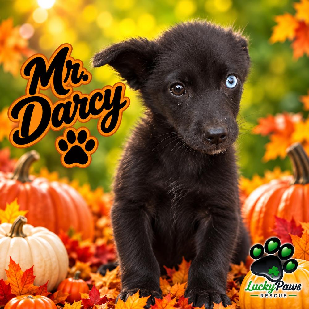 Enlarge Pride & Prejudice Litter -  Mr. Darcy, a Adoptable mixed breed in Sumter, SC image 4/5
