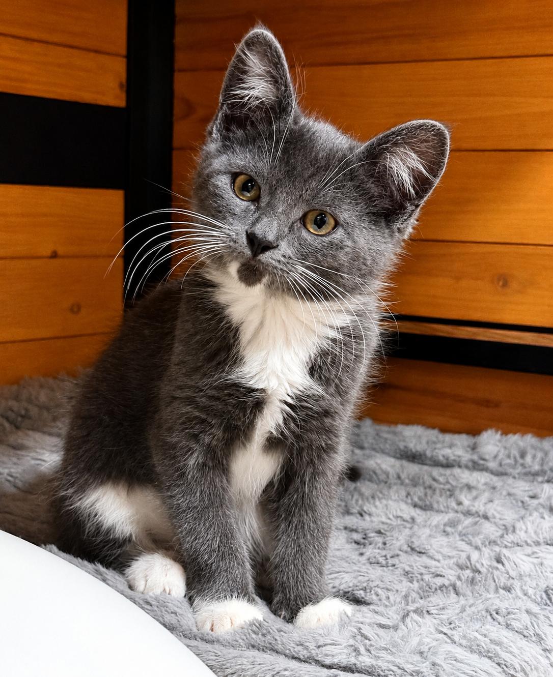 Gracie, adopted, Kitten Female Domestic Short Hair.