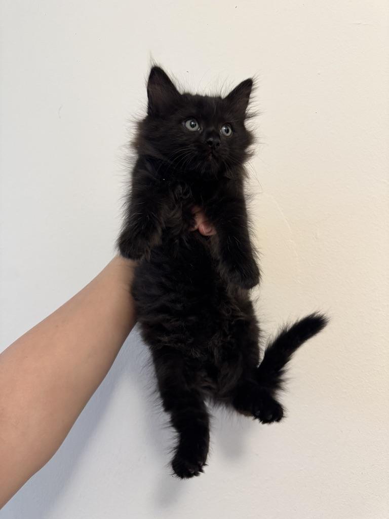 Portia, Adoptable, Kitten Female Domestic Long Hair.