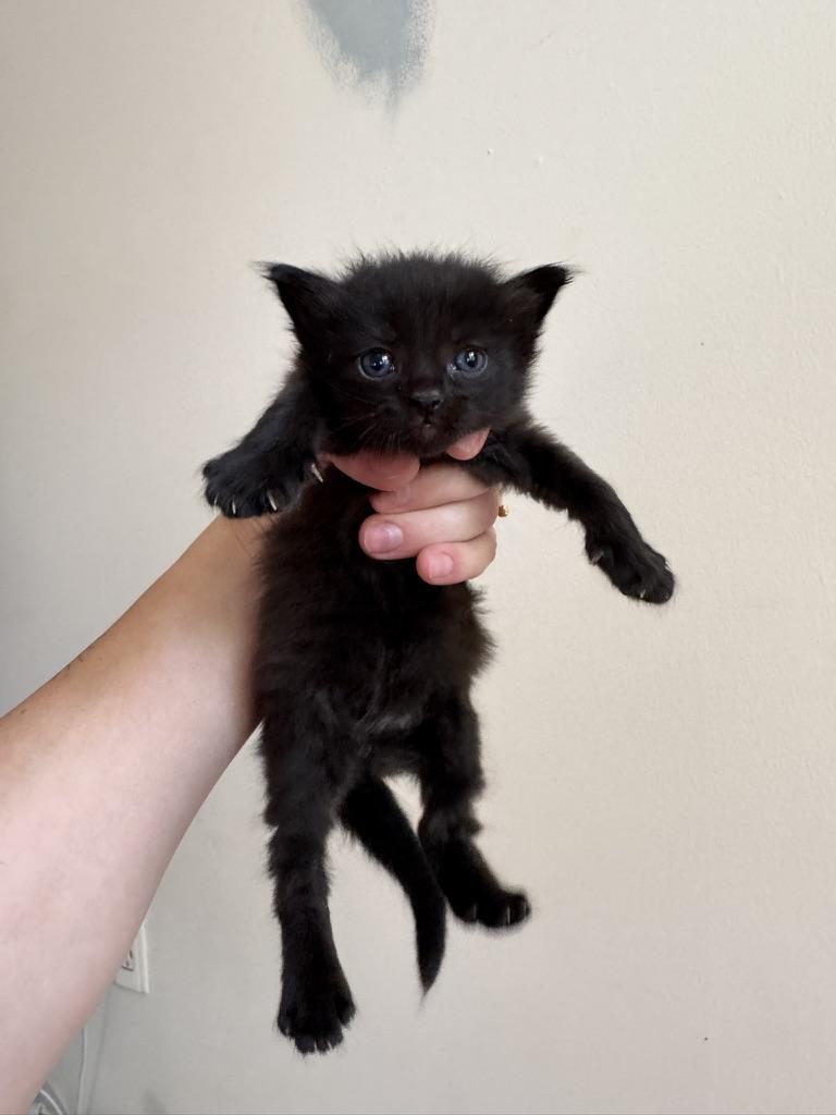 Enlarge Portia, a Adoptable Domestic Long Hair in Stockbridge, GA image 5/5