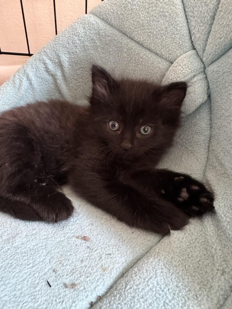 Enlarge Portia, a Adoptable Domestic Long Hair in Stockbridge, GA image 3/5