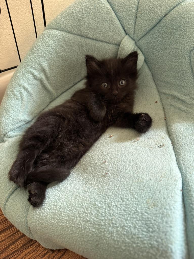 Enlarge Portia, a Adoptable Domestic Long Hair in Stockbridge, GA image 4/5