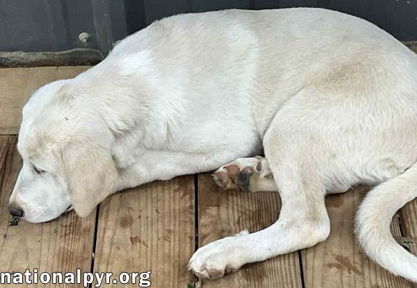 Atlas in AL - Calm, Reserved & Fun-loving! 3