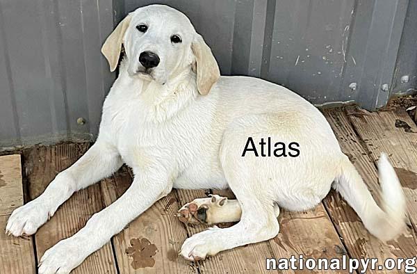 Atlas in AL - Calm, Reserved & Fun-loving! 2