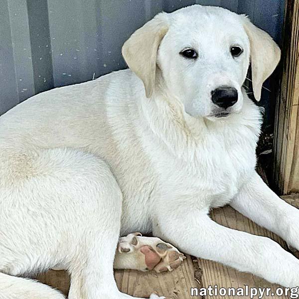 Atlas in AL - Calm, Reserved & Fun-loving! 1