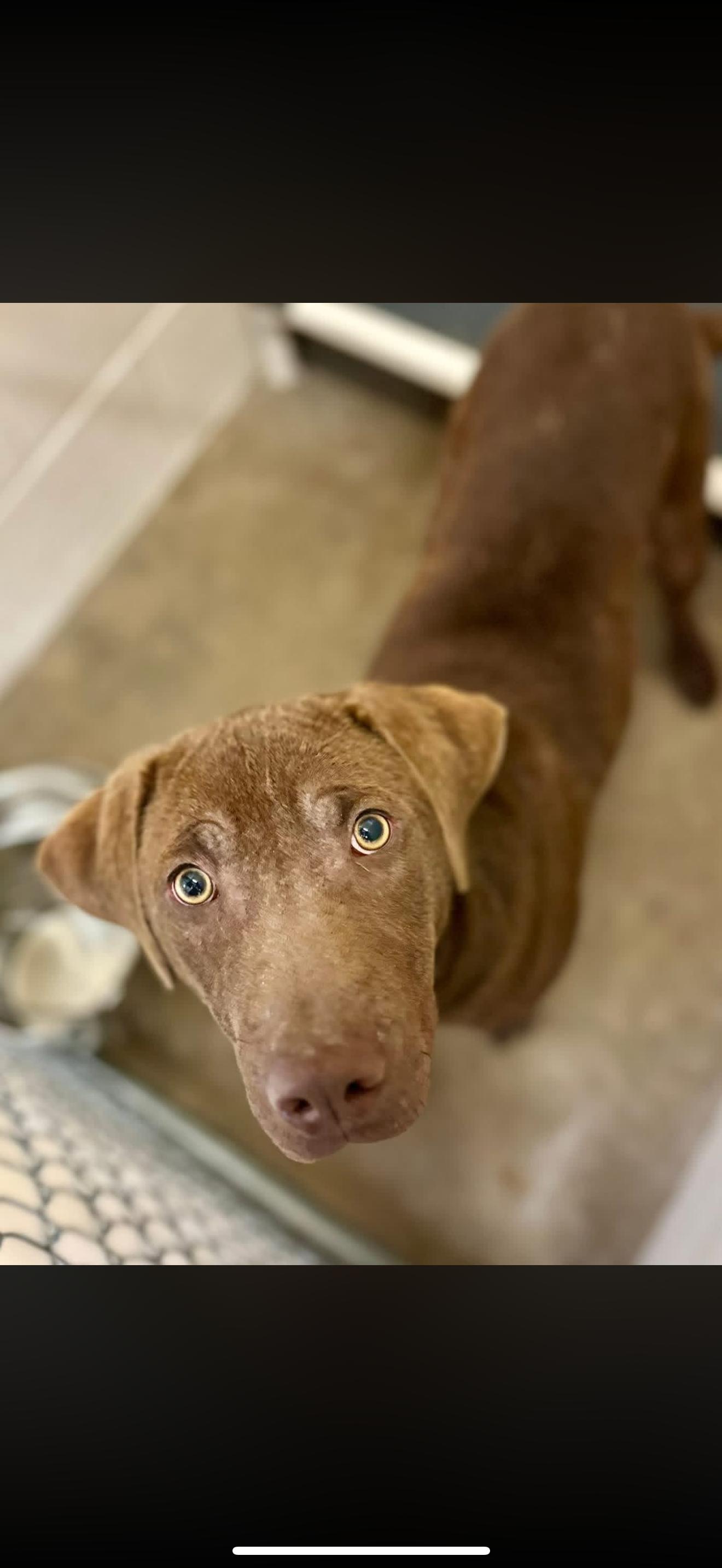 Coco, ADOPTABLE, Adult Male Labrador Retriever.