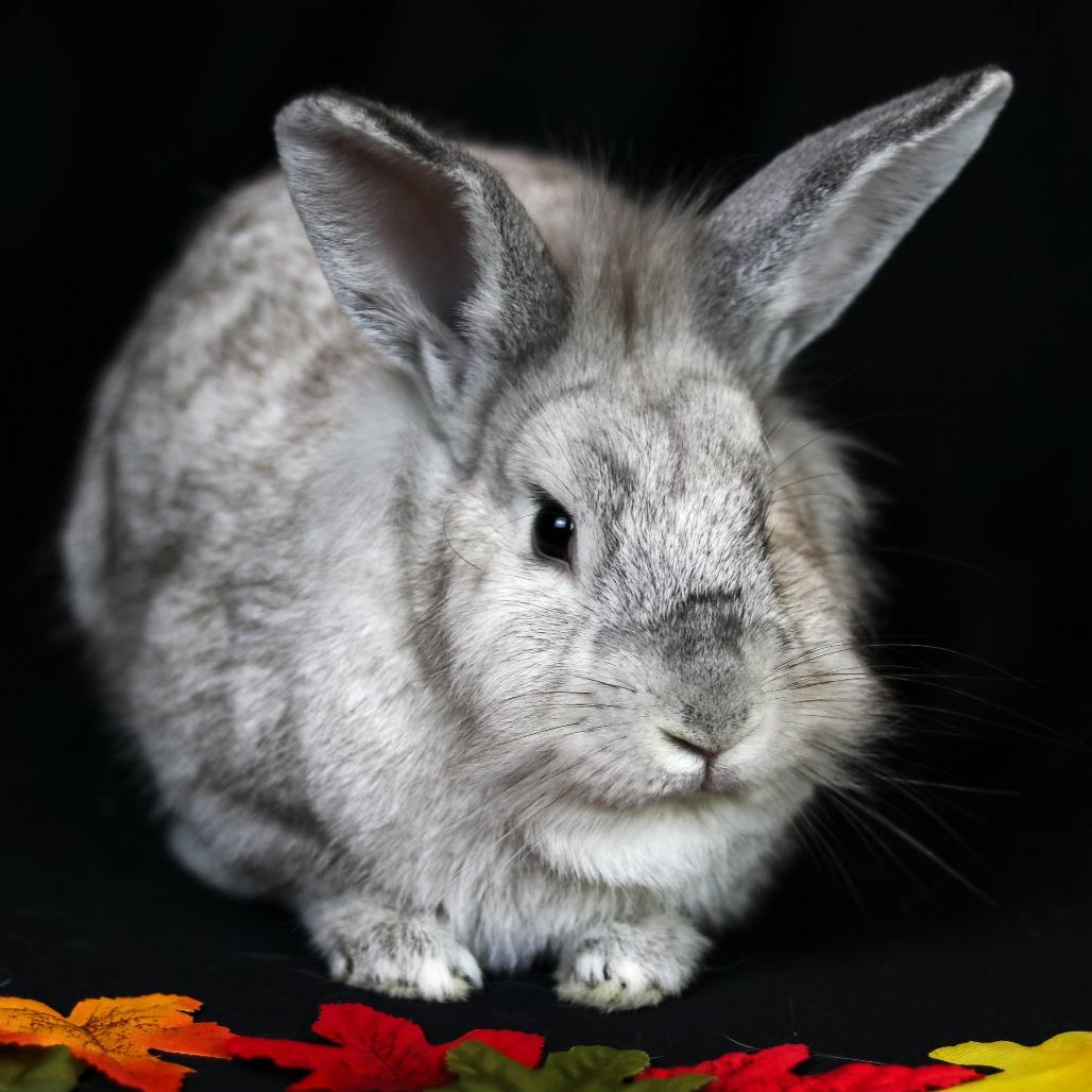 Enlarge String Beans, a Adoptable mixed breed in Portland, OR image 1/3