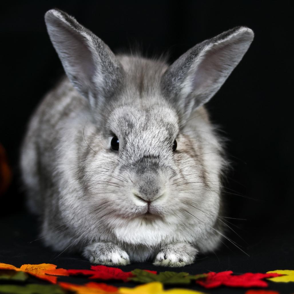 Enlarge String Beans, a Adoptable mixed breed in Portland, OR image 2/3