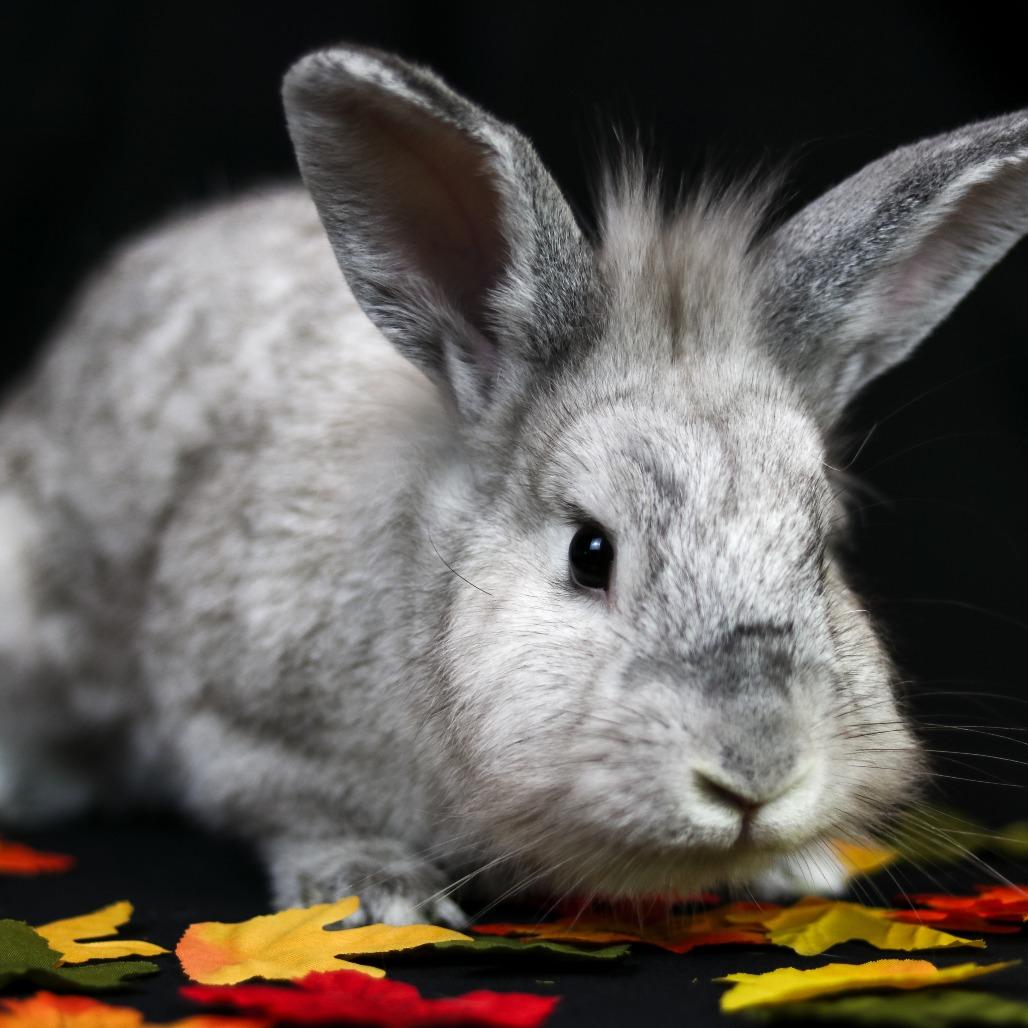 Enlarge String Beans, a Adoptable mixed breed in Portland, OR image 3/3